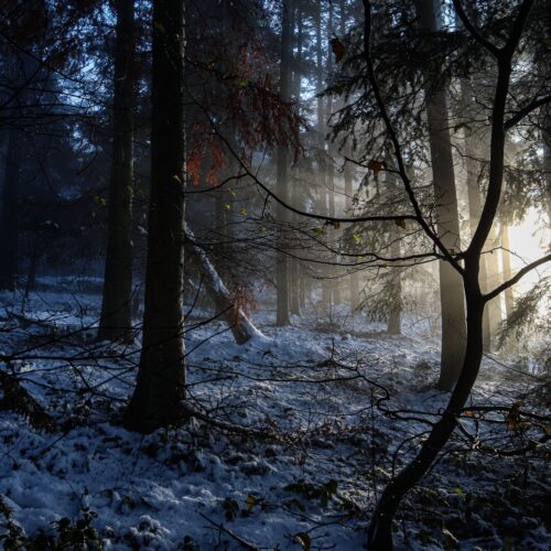 Nutrition for a Dark Night - dark, snowy woods, sun rising through the trees