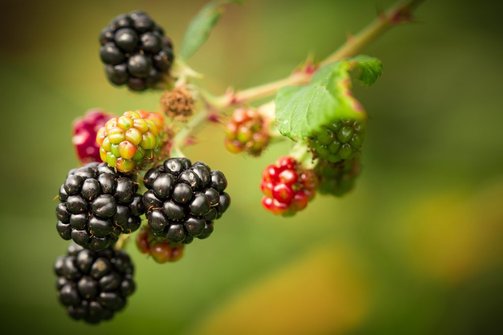 blackberries on the bush, all stages of ripeness